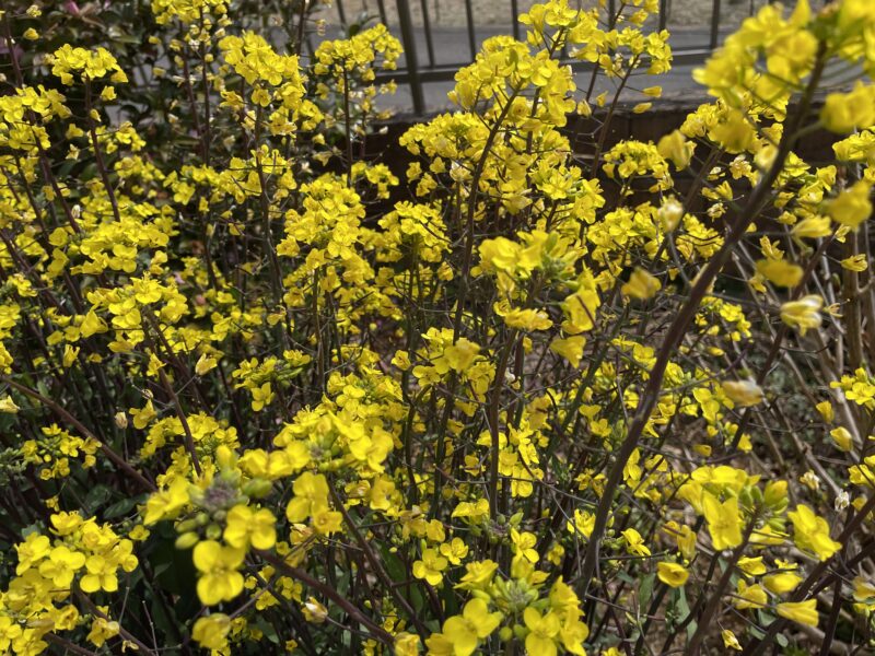 purple stem mustard 紅菜苔
