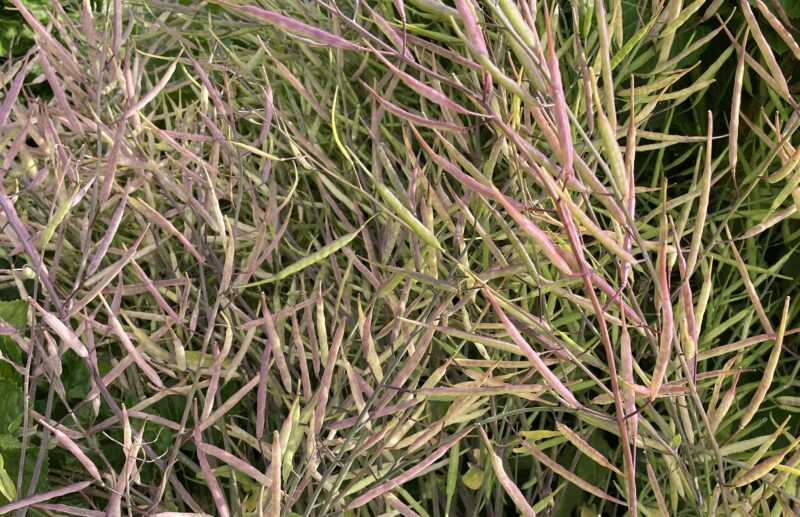 purple stem mustard 紅菜苔