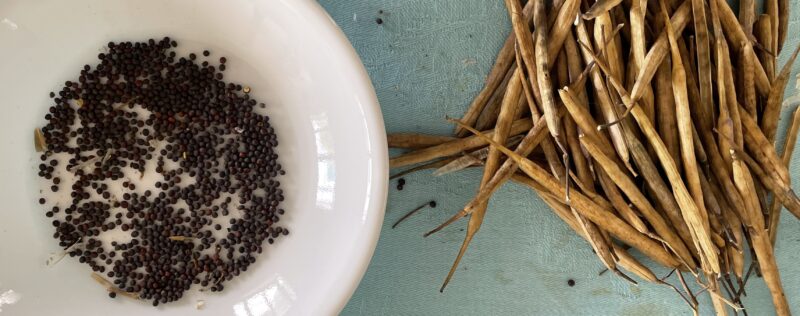 purple stem mustard 紅菜苔