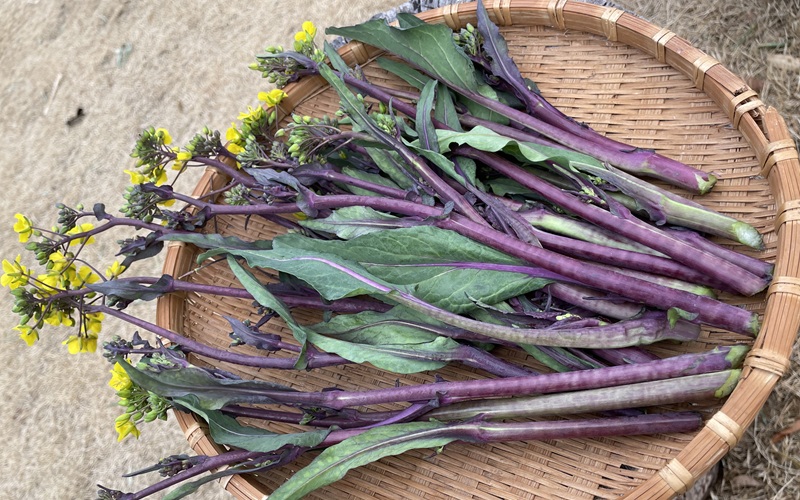 Purple stem mustard cultivation report
