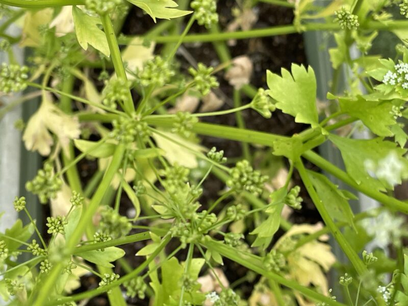 Chinese celery 芹菜(キンツァイ)