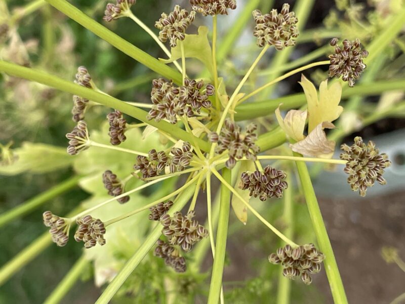 Chinese celery 芹菜(キンツァイ)