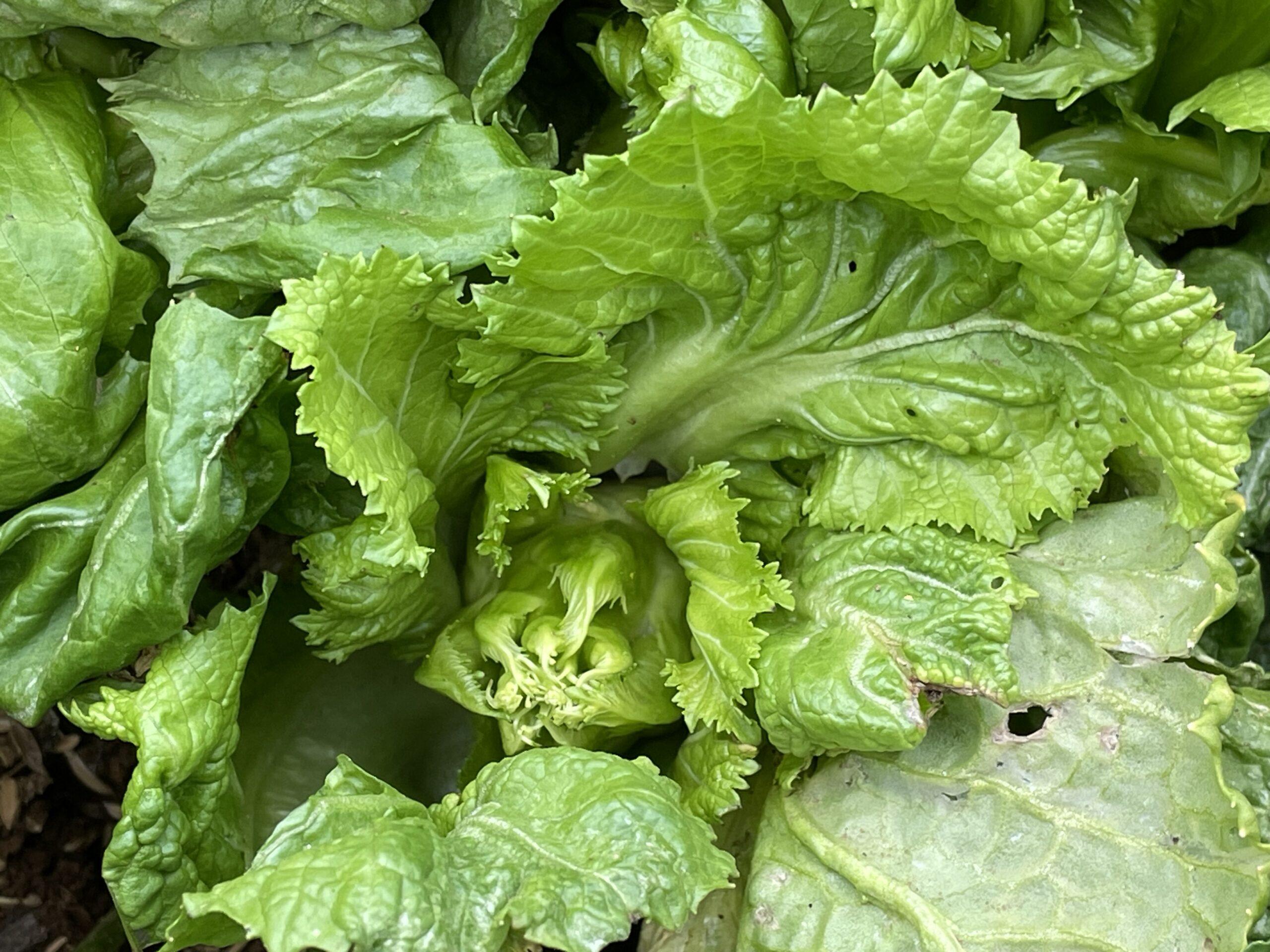 Chinese Mustard　祝蕾　子持ち高菜