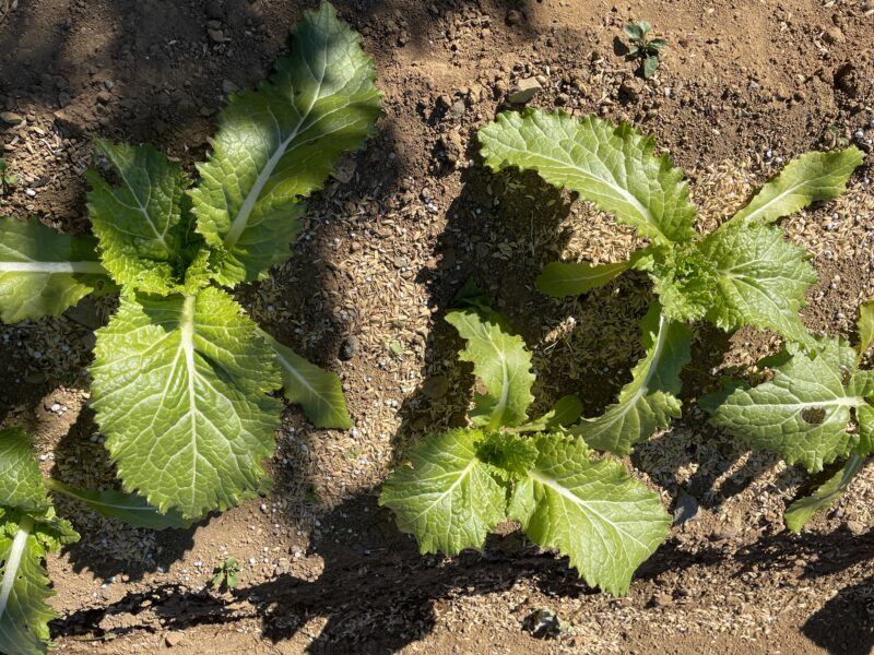 Chinese Mustard　祝蕾　子持ち高菜