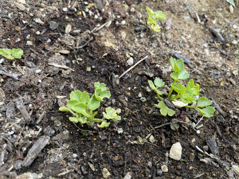 Chinese celery 芹菜(キンツァイ)