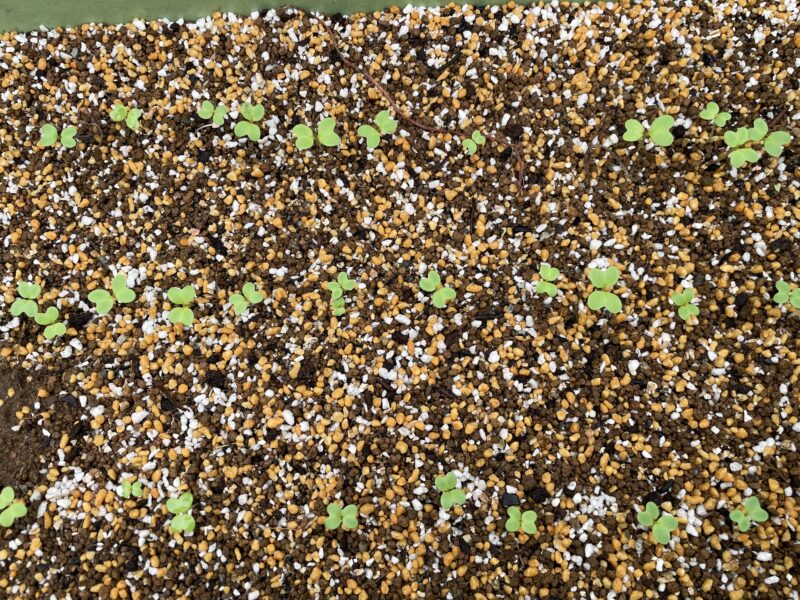 Chinese Mustard　祝蕾　子持ち高菜