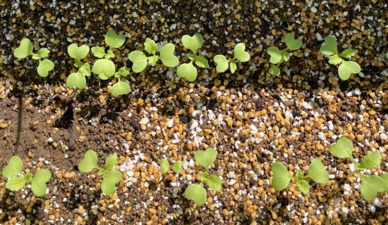 Chinese Mustard　祝蕾　子持ち高菜