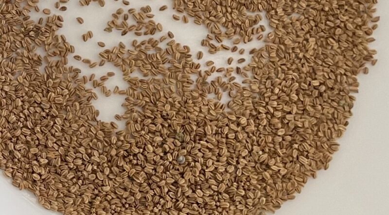 Chinese celery 芹菜(キンツァイ)