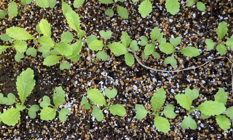 Chinese Mustard　祝蕾　子持ち高菜