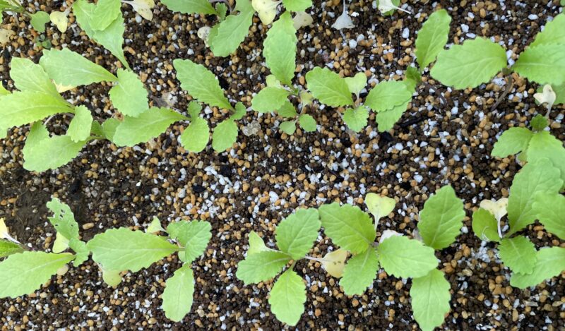 Chinese Mustard　祝蕾　子持ち高菜