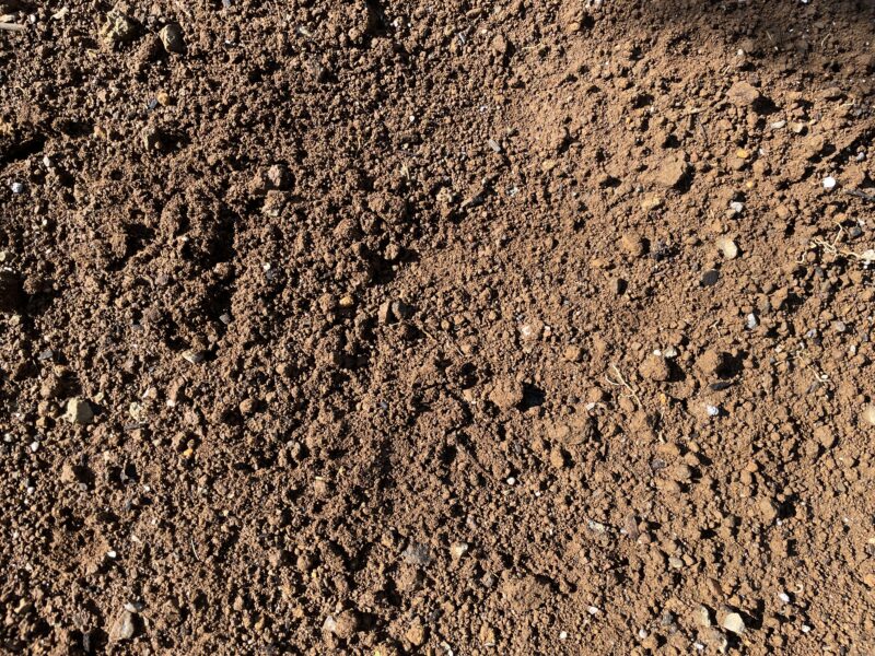 Chinese celery 芹菜(キンツァイ)