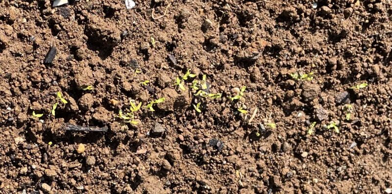 Chinese celery 芹菜(キンツァイ)