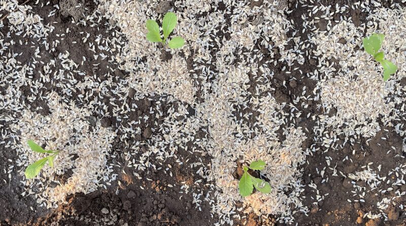 Chinese Mustard　祝蕾　子持ち高菜