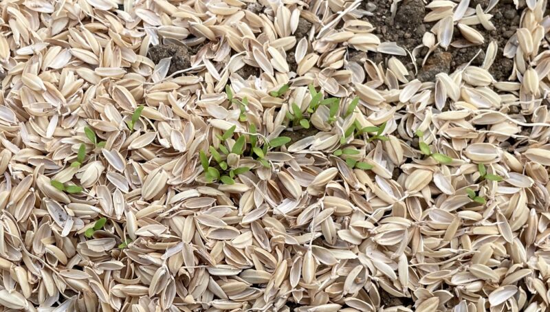 Chinese celery 芹菜(キンツァイ)