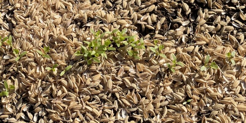Chinese celery 芹菜(キンツァイ)