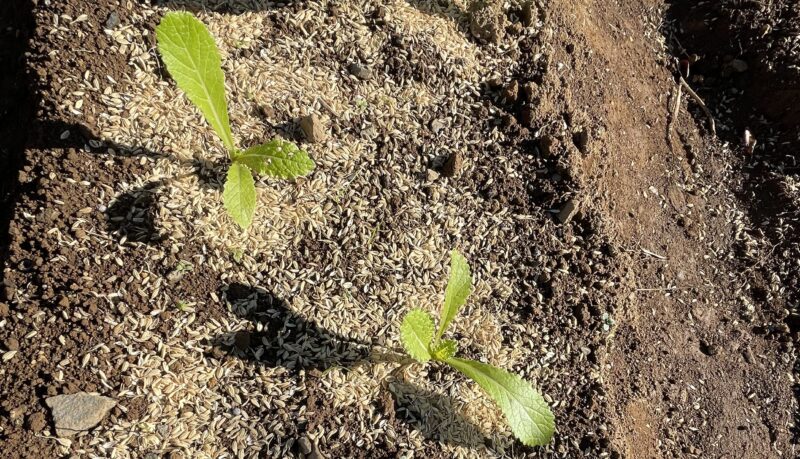 Chinese Mustard　祝蕾　子持ち高菜