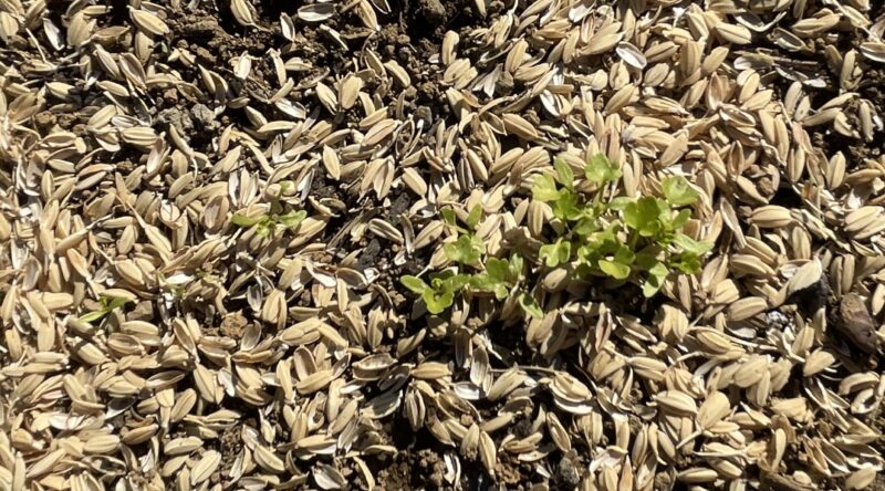 Chinese celery 芹菜(キンツァイ)