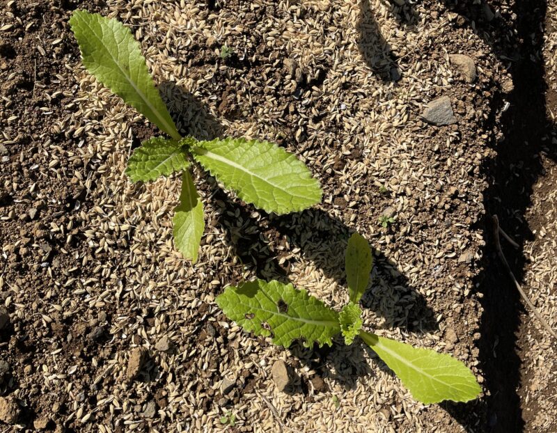 Chinese Mustard　祝蕾　子持ち高菜