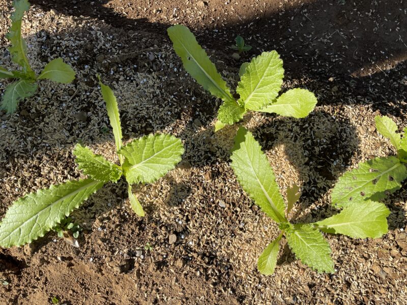 Chinese Mustard　祝蕾　子持ち高菜