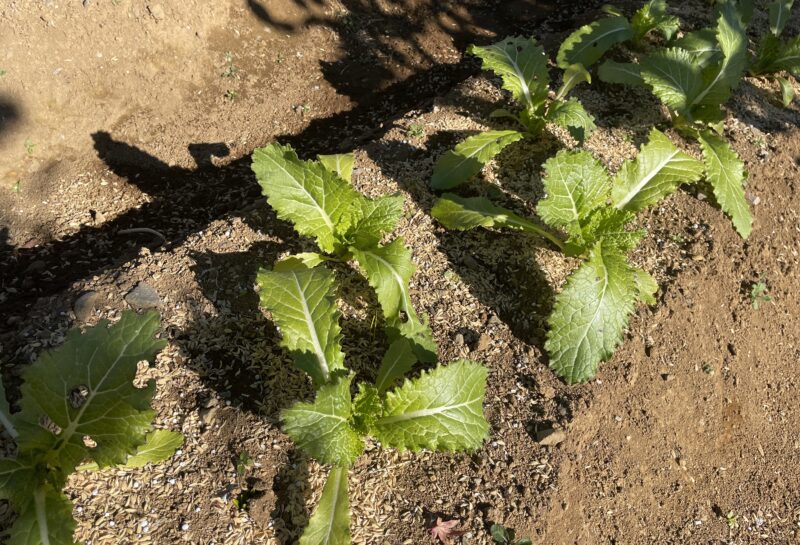 Chinese Mustard　祝蕾　子持ち高菜