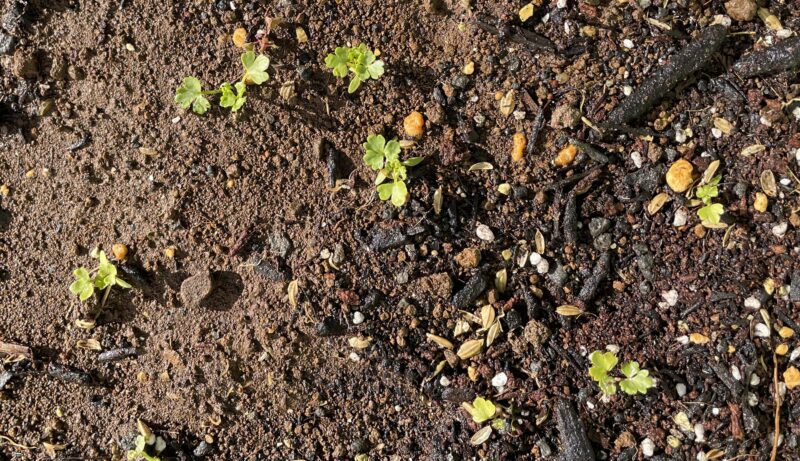 Chinese celery 芹菜(キンツァイ)