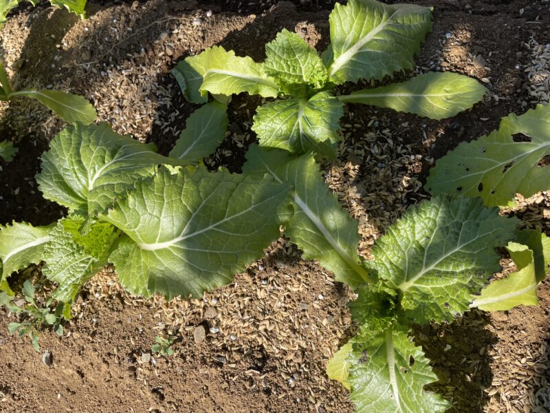 Chinese Mustard　祝蕾　子持ち高菜