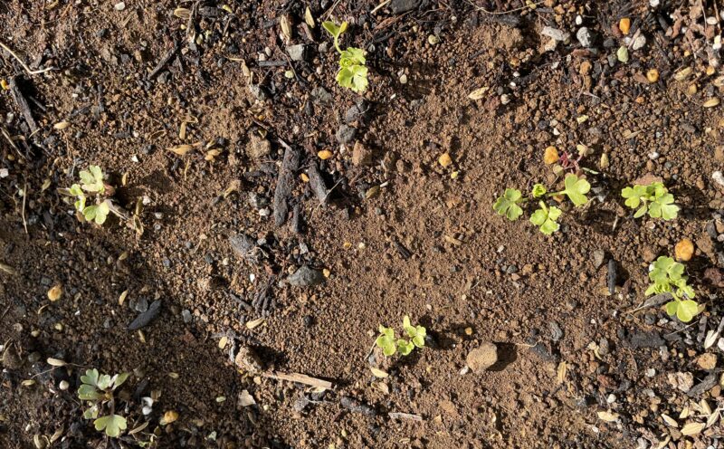 Chinese celery 芹菜(キンツァイ)