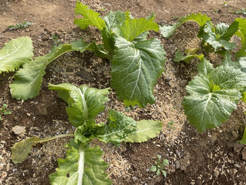 Chinese Mustard　祝蕾　子持ち高菜