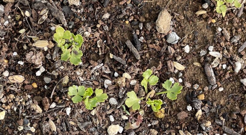Chinese celery 芹菜(キンツァイ)