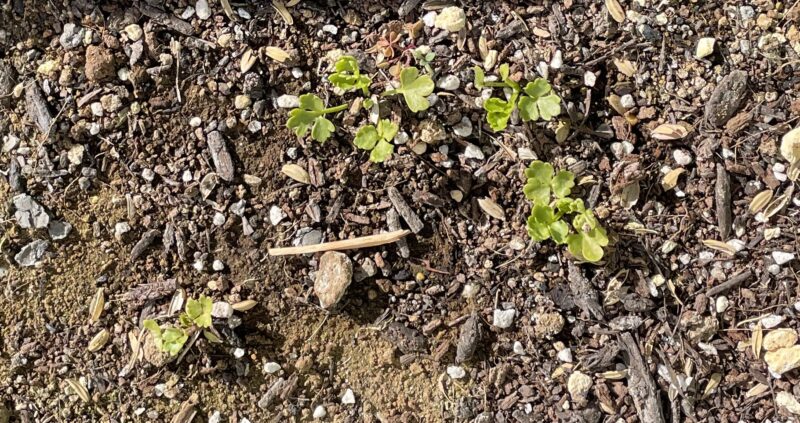 Chinese celery 芹菜(キンツァイ)