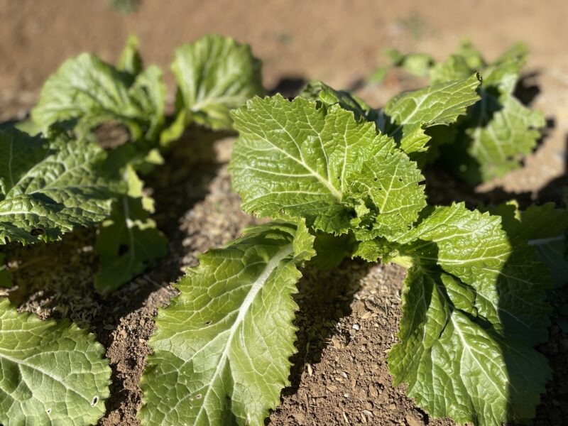Chinese Mustard　祝蕾　子持ち高菜