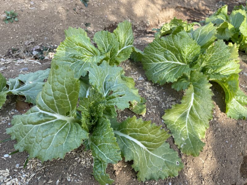 Chinese Mustard　祝蕾　子持ち高菜