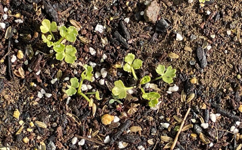Chinese celery 芹菜(キンツァイ)