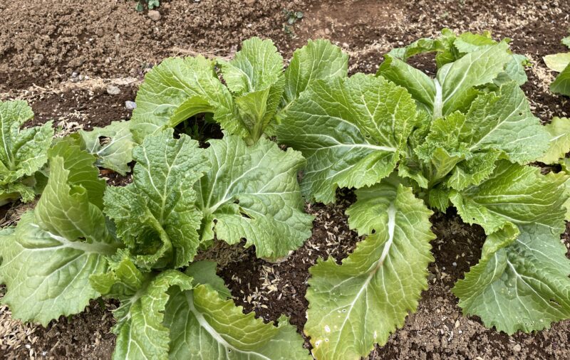 Chinese Mustard　祝蕾　子持ち高菜