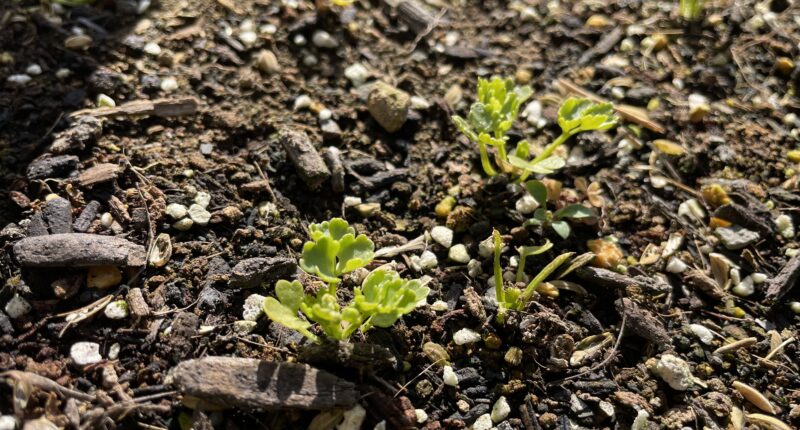 Chinese celery 芹菜(キンツァイ)