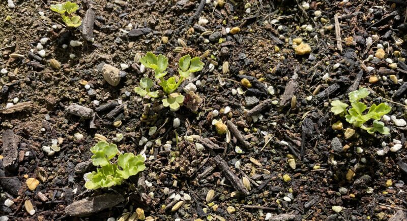 Chinese celery 芹菜(キンツァイ)