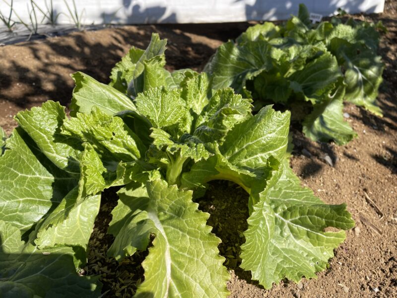 Chinese Mustard　祝蕾　子持ち高菜