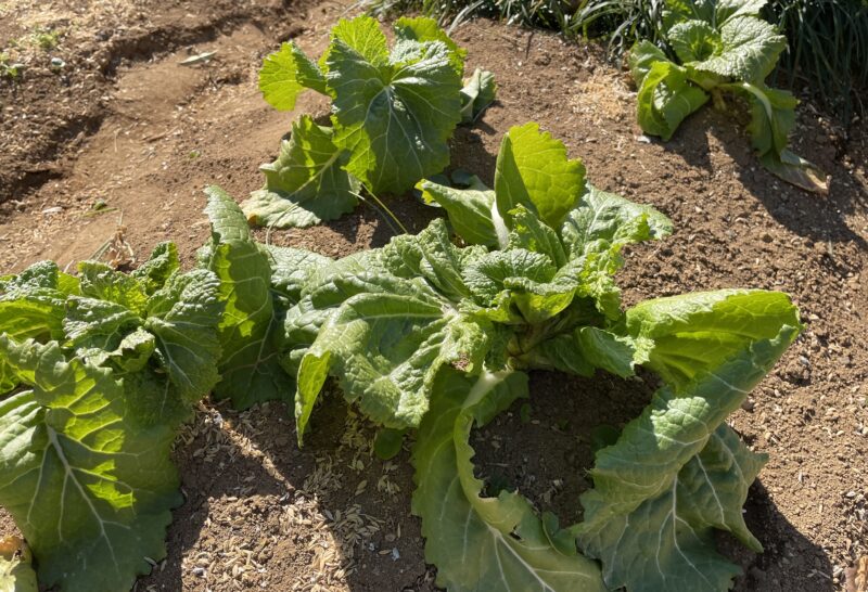 Chinese Mustard　祝蕾　子持ち高菜