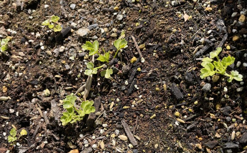 Chinese celery 芹菜(キンツァイ)