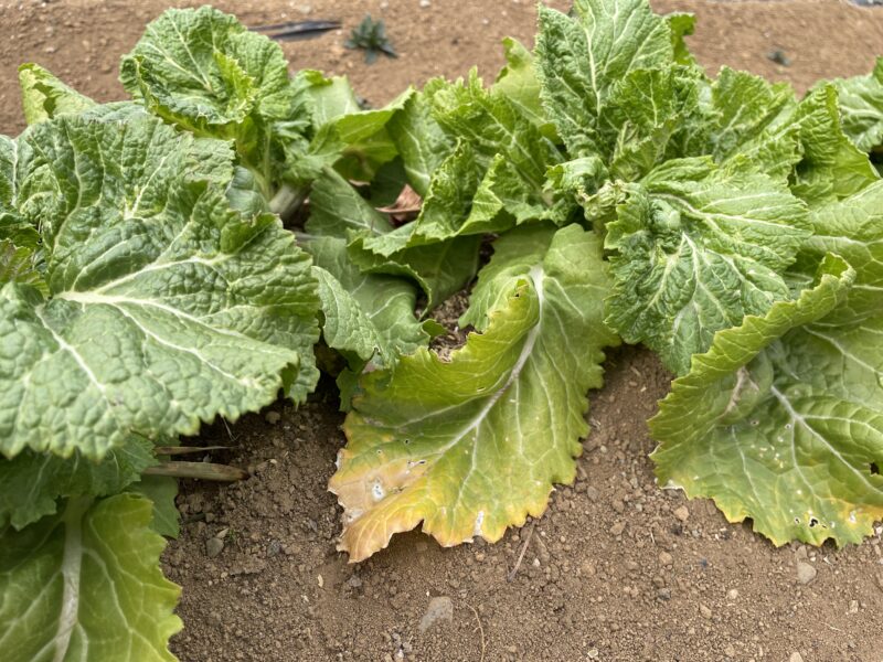 Chinese Mustard　祝蕾　子持ち高菜
