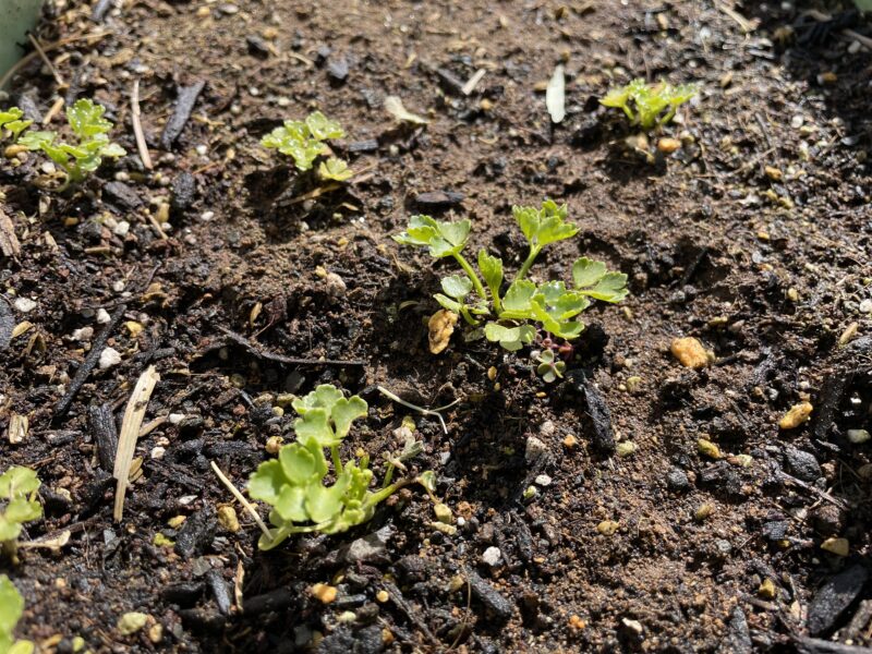Chinese celery 芹菜(キンツァイ)