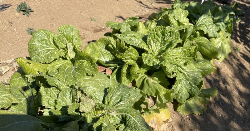Chinese Mustard　祝蕾　子持ち高菜