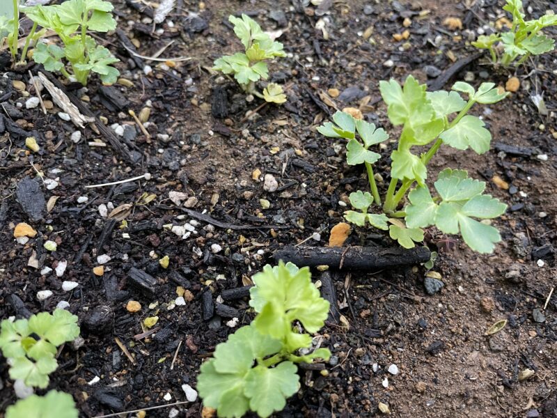 Chinese celery 芹菜(キンツァイ)