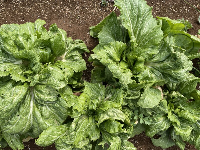 Chinese Mustard　祝蕾　子持ち高菜