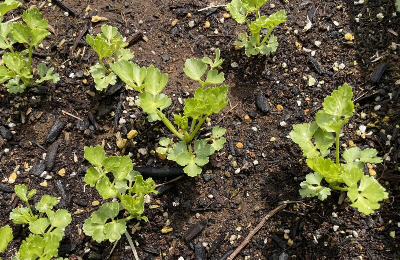 Chinese celery 芹菜(キンツァイ)