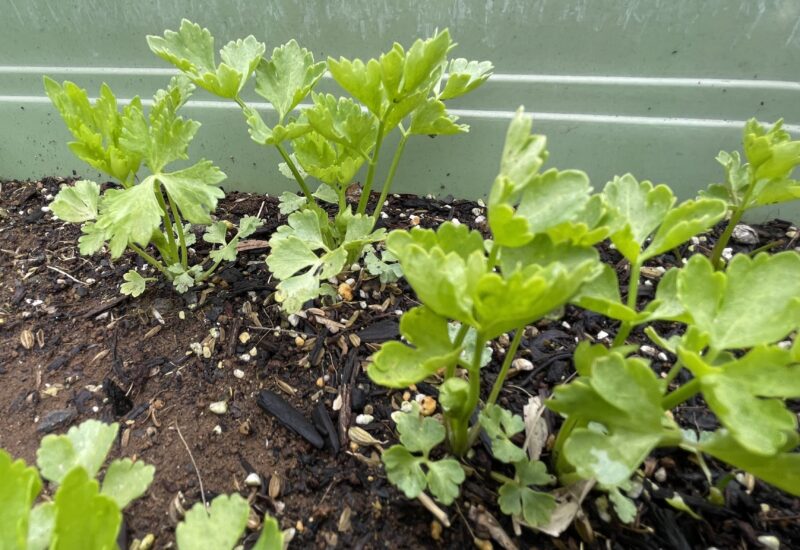 Chinese celery 芹菜(キンツァイ)