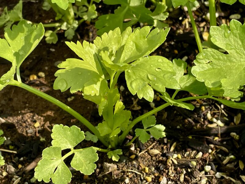 Chinese celery 芹菜(キンツァイ)