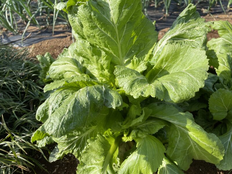 Chinese Mustard　祝蕾　子持ち高菜
