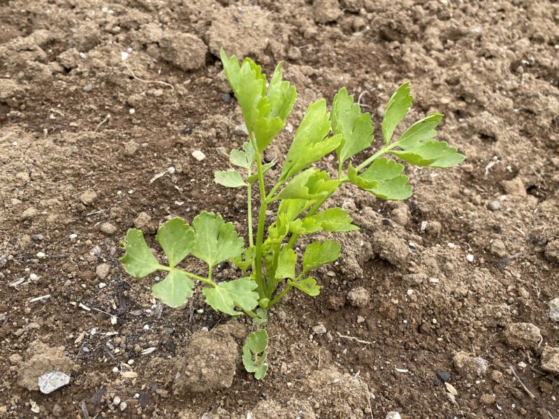Chinese celery 芹菜(キンツァイ)