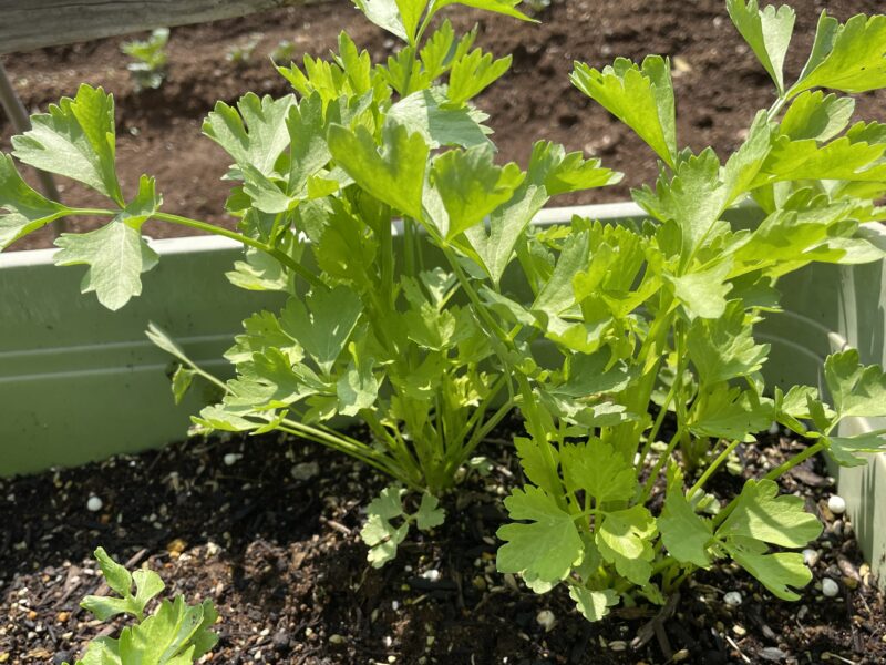 Chinese celery 芹菜(キンツァイ)